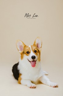 pet-photography-寵物寫真-柯基犬-006