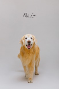 pet-photography-寵物攝影-黃金獵犬-0002