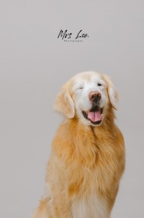 pet-photography-寵物攝影-黃金獵犬-0003