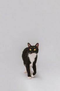 寵物攝影 貓咪寫真攝影 米克斯貓11